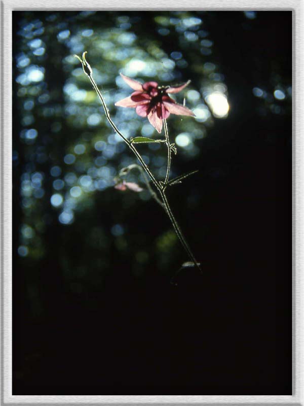 aquilegia vulgaris e Aquilegia atrata